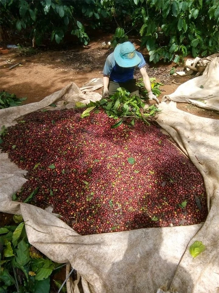 Giá nông sản ngày 14/1/2024: Cà phê tăng mạnh, hồ tiêu giảm