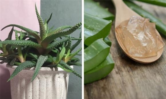 cây cảnh nên trồng 0 cây cảnh, cây cảnh trồng trong nhà, kiến thức