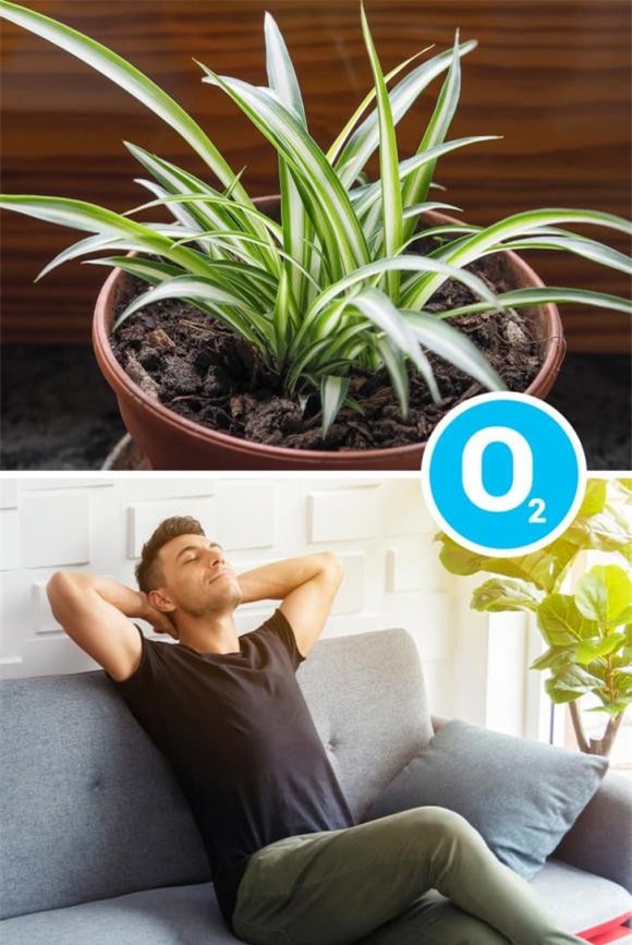 cây cảnh nên trồng 9 cây cảnh, cây cảnh trồng trong nhà, kiến thức