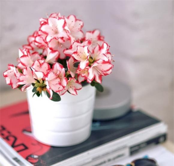 cây cảnh nên trồng 2 cây cảnh, cây cảnh trồng trong nhà, kiến thức