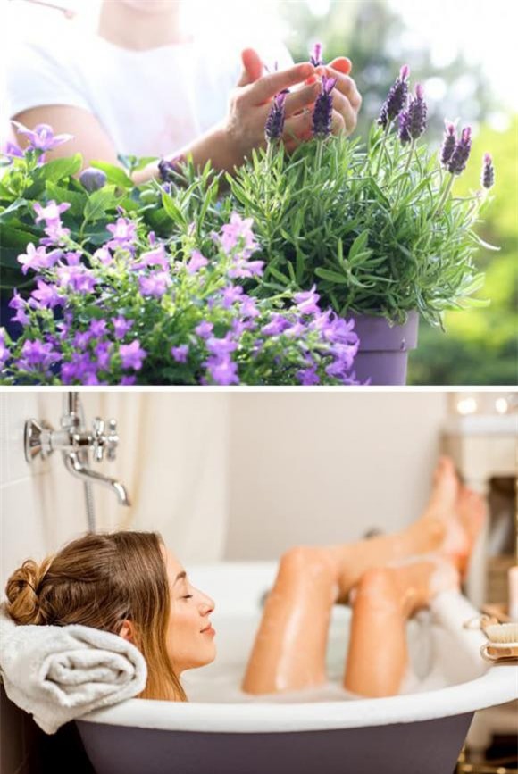 cây cảnh nên trồng 4 cây cảnh, cây cảnh trồng trong nhà, kiến thức