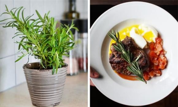 cây cảnh nên trồng 5 cây cảnh, cây cảnh trồng trong nhà, kiến thức