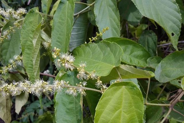 Tác dụng không ngờ về y học của một loại cây mọc hoang tại Việt Nam và Trung Quốc