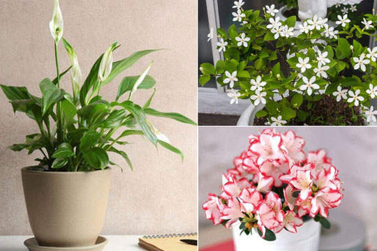 Trong nhà nên trồng 10 loại cây cảnh này, vừa thơm lại tốt cho sức khỏe