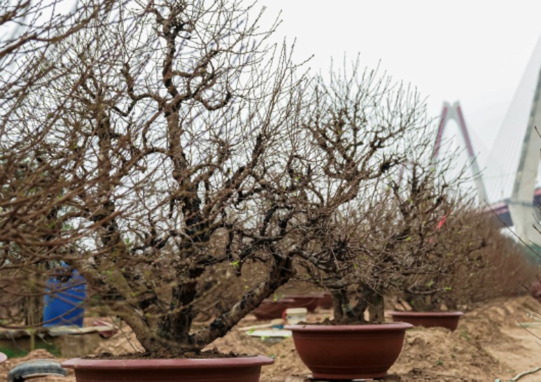 Làng đào Nhật Tân hối hả vào vụ Tết