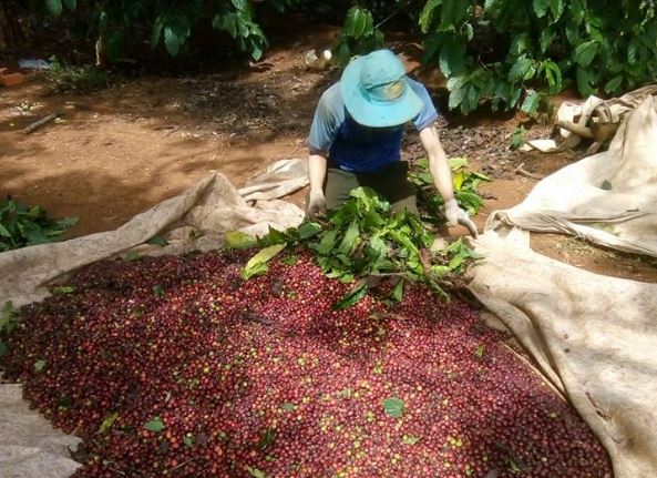 Giá nông sản ngày 14/1/2024: Cà phê tăng mạnh, hồ tiêu giảm