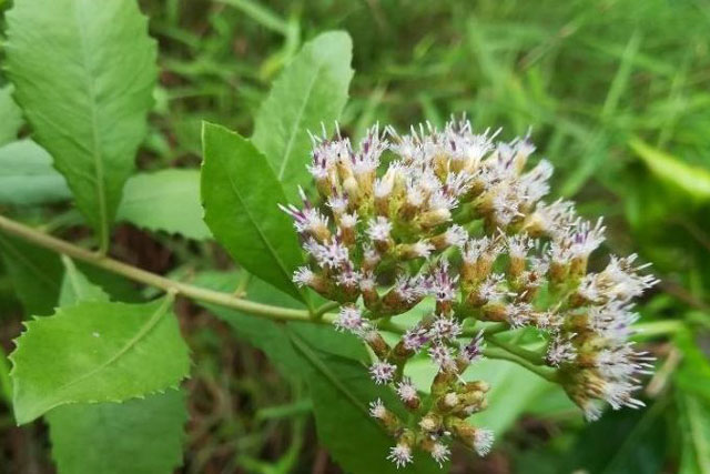 Nếu may mắn gặp cây này, đừng vội chặt đi, hàng nghìn khỏi bệnh chỉ bằng 7 bài thuốc từ lá của nó