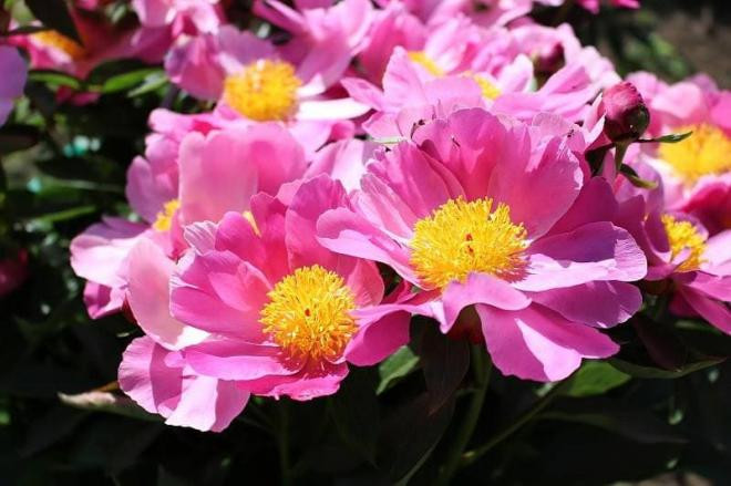 3 con giáp có cuộc hôn nhân lận đận, lấy được chồng cũng khổ, dễ 'cô đơn'