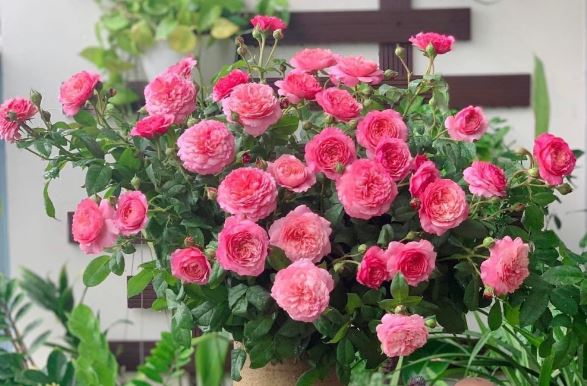 Tử vi hàng ngày - Thứ Hai 15/1/2024 của 12 cung hoàng đạo