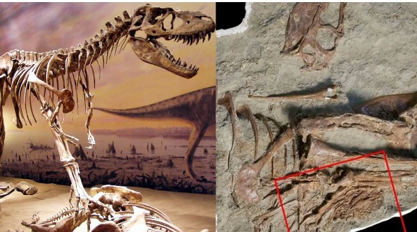 Phát hiện điều kinh hoàng bên trong bụng khủng long bạo chúa, bí mật hàng triệu năm trước được hé lộ