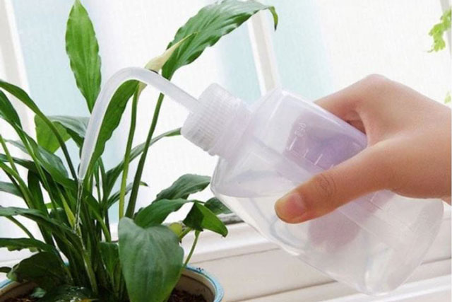 Tưới 1 thìa nước đường cho cây cảnh, điều kỳ diệu sẽ xảy ra, nhiều người tiếc hùi hụi vì sao không biết sớm