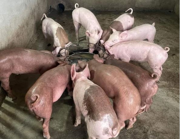 Giá heo hơi hôm nay 14/1/2024: Tăng 1.000 - 3.000 đồng/kg