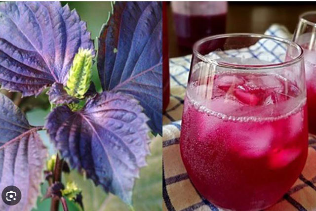 Loại lá người Nhật coi là 'lá hồi sinh', đun làm nước uống cơ thể nhận về 6 lợi ích