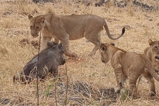 CLIP: Lợn rừng tự mình hiến mạng cho sư tử, nhưng biết sự thật đằng sau mới khiến nhiều người ‘ngã ngửa’