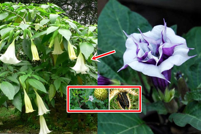 Loại cây nguy hiểm nhất thế giới mọc hoang nhiều ở Việt Nam: Toàn thân có độc, bộ Y tế xếp vào nhóm độc bảng A