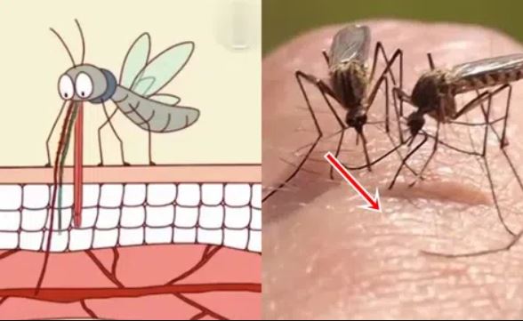 Bí ẩn cách muỗi biết chọn người để đốt, kiến ​​thức kinh hoàng được tiết lộ