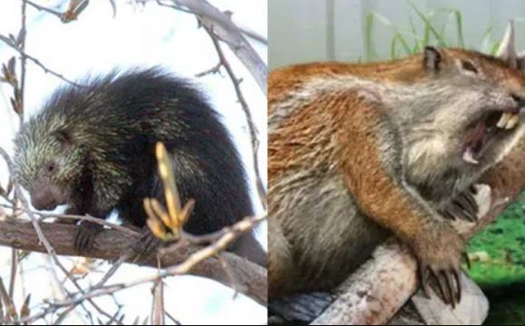 Bí ẩn loại động vật từ chối giao phối 1 năm sau khi con non chết