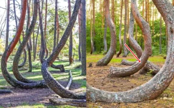 Rưng cây 'cong' nhất thế giới: Hàng trăm gốc cây bị uốn 90 độ, chứa đựng bí mật không ai có thể giải mã