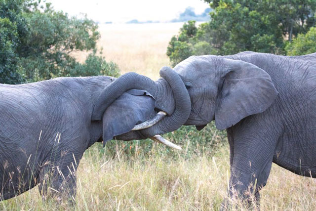 CLIP: Voi khổng lồ ác chiến kinh hoàng để tranh giành lãnh thổ