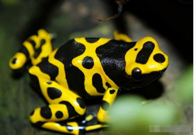 Hé lộ những loài động vật độc nhất thế giới