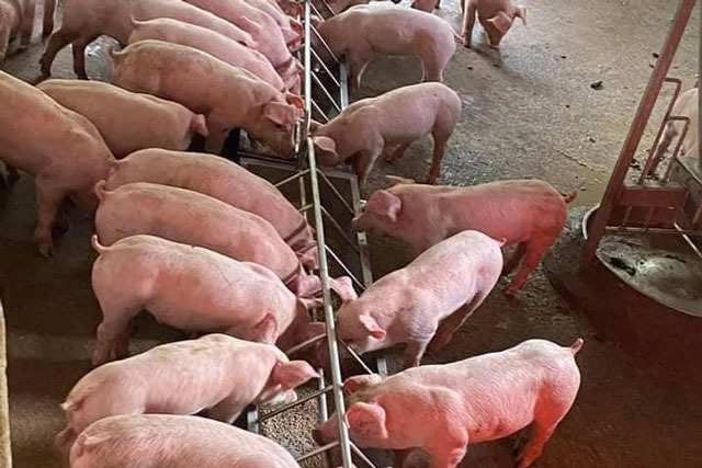 Giá heo hơi hôm nay 15/1/2024: Miền Bắc có giá cao nhất cả nước