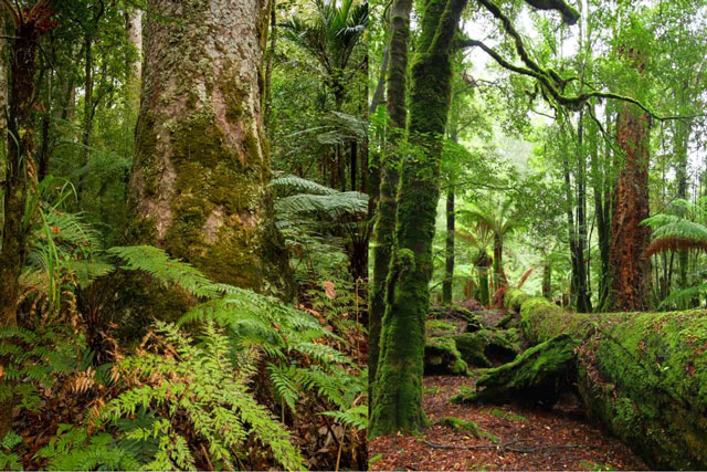 Khu rừng già nhất thế giới gần 400 triệu năm tuổi nhưng hiện chỉ còn trong 'trí tưởng tượng'