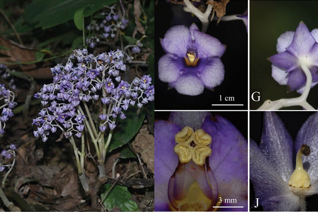 Phát hiện loài thực vật mới gần biên giới Việt Nam, chuyên gia Trung Quốc đề xuất đưa ngay vào Sách đỏ
