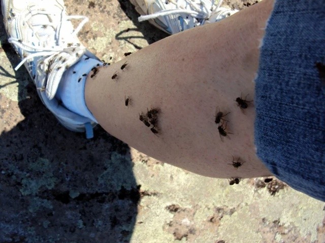 
Lý do bất ngờ khiến ruồi thích bám vào người dù không hút máu hay cắn thịt