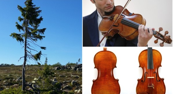 Cây vĩ cầm đắt nhất hành tinh: Làm bằng gỗ quý nghìn năm, niềm ao ước của NS violin toàn thế giới