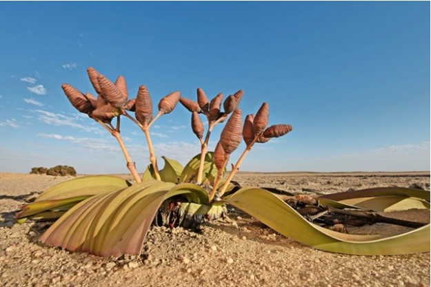 Loài cây duy nhất trên thế giới chỉ có 2 chiếc lá: Tuổi thọ nghìn năm, là biểu tượng của quốc gia