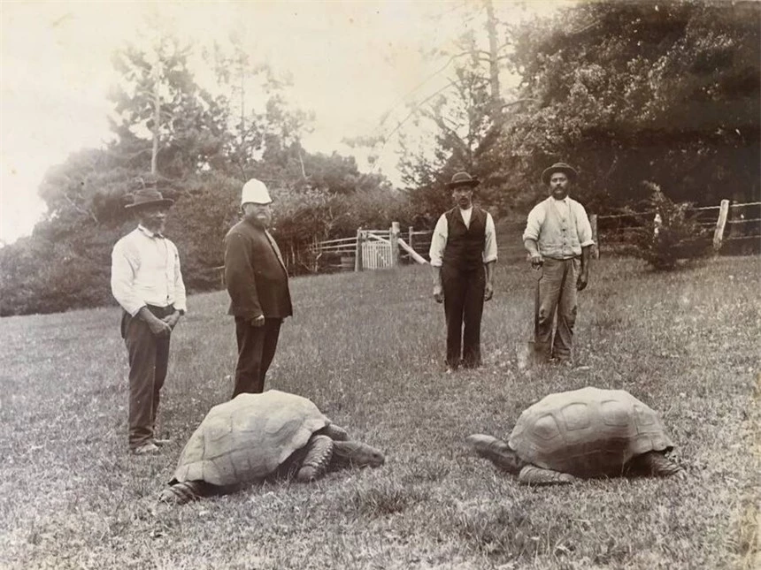 Rùa già nhất thế giới bước sang tuổi 191- Ảnh 2.