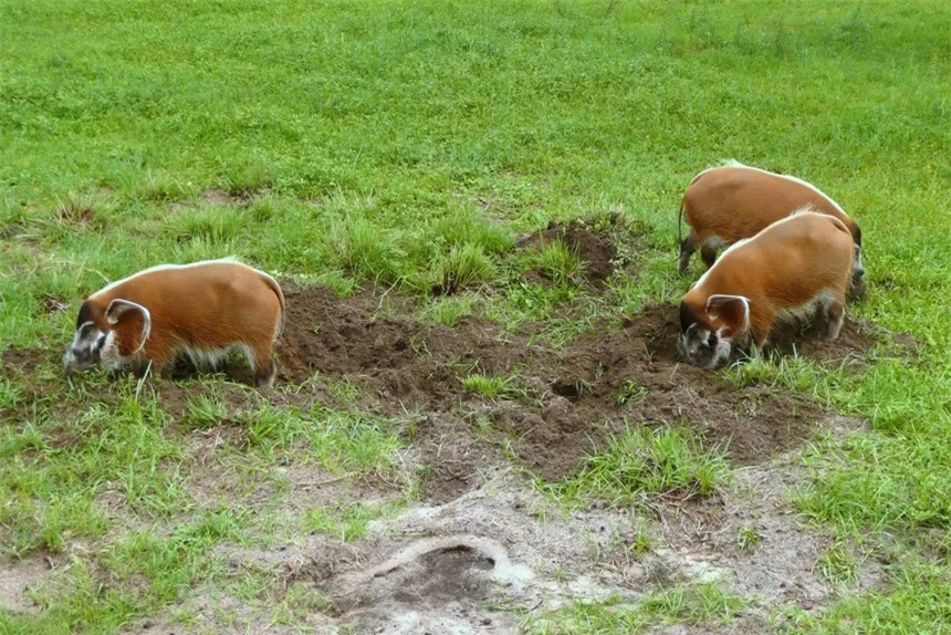 Red river hog: Loài lợn bảnh bao nhất thiên nhiên- Ảnh 1.