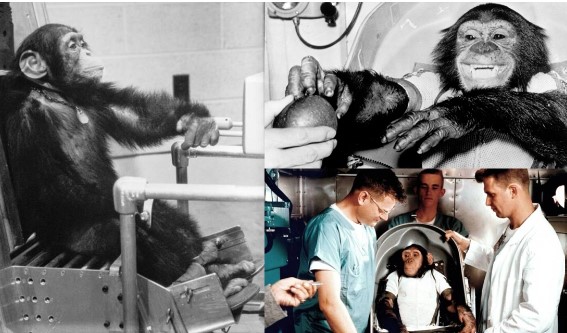 Số phận đau đớn của chú tinh tinh duy nhất được du hành vũ trụ, lộ quá trình huấn luyện đáng sợ