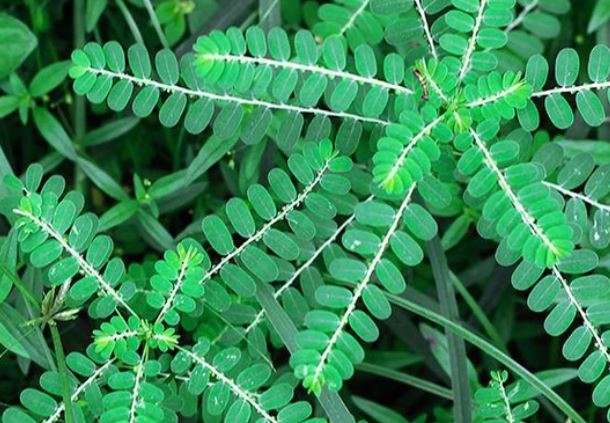 Bất ngờ với công dụng của cây chó đẻ răng cưa - loại cây mọc hoang tưởng như 'vô dụng'