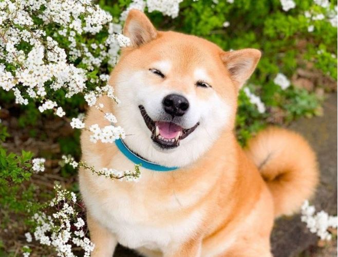 Chú chó nổi tiếng suốt 1 thập kỷ trên Instagram đột ngột qua đời