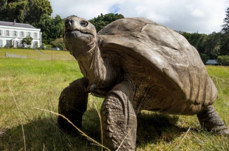 Cụ rùa già nhất thế giới bước sang tuổi 191