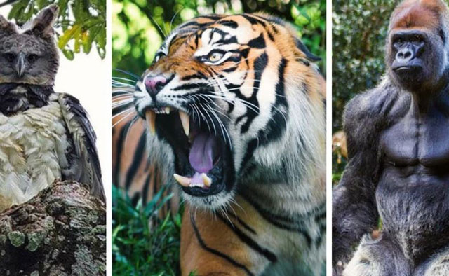 Top 10 loài động vật còn tồn tại và khỏe nhất trên hành tinh