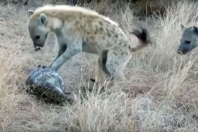 CLIP: Săn được linh dương, trăn ‘khủng’ vẫn phải chịu cảnh đói bụng vì bị bầy linh cẩu phát hiện