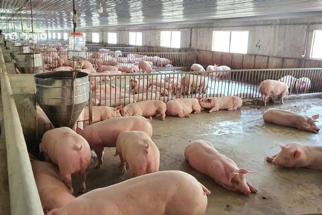 Giá heo hơi hôm nay 16/1/2024: Bất ngờ tăng mạnh 4.000 đồng/kg