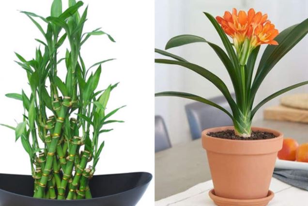 Nhà giàu chiêu tài đón lộc bằng những loại cây này, đặt ngay trong bếp nếu bạn muốn tiền bạc ào ào chảy vào nhà