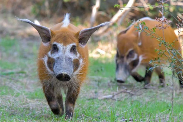 Red river hog: Loài lợn bảnh bao nhất thiên nhiên