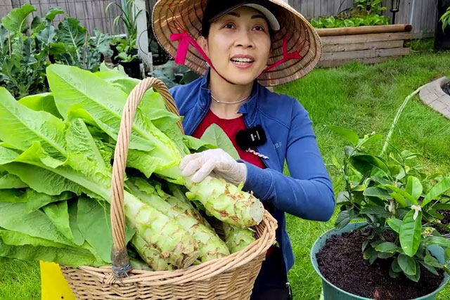 Loại rau đắt hơn thịt, bổ như tổ yến, nhân sâm, bán đầy chợ nhưng rất ít người mua