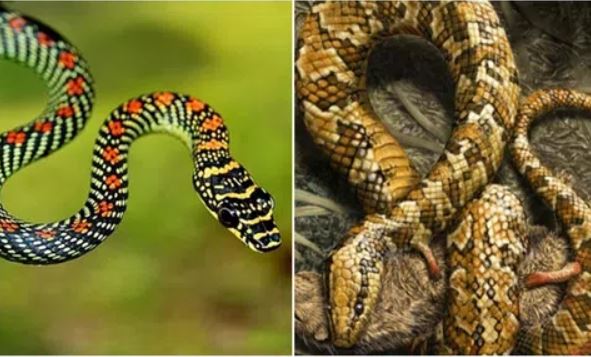 Tại sao tổ tiên của loài rắn lại trải qua 26 lần tiến hóa khó khăn và mất đi đôi chân?