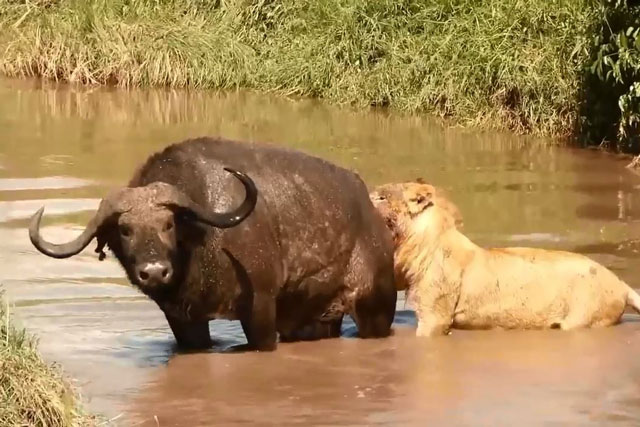 CLIP: Chật vật ‘thủy chiến’ vẫn không thể hạ sát trâu rừng, sư tử bực tức bèn xẻ thịt con mồi ngay khi còn sống