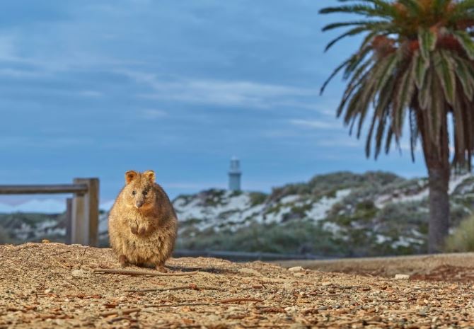 Thăm thú đảo Rottnest - Hòn đảo có quá khứ bí ẩn tại Úc
