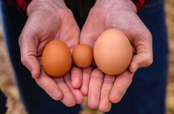 Trứng được chia thành cỡ lớn, vừa và nhỏ, vị ngon nhất không phải loại lớn nhất, đầu bếp tiết lộ trứng nào sẽ ngon và bổ nhất