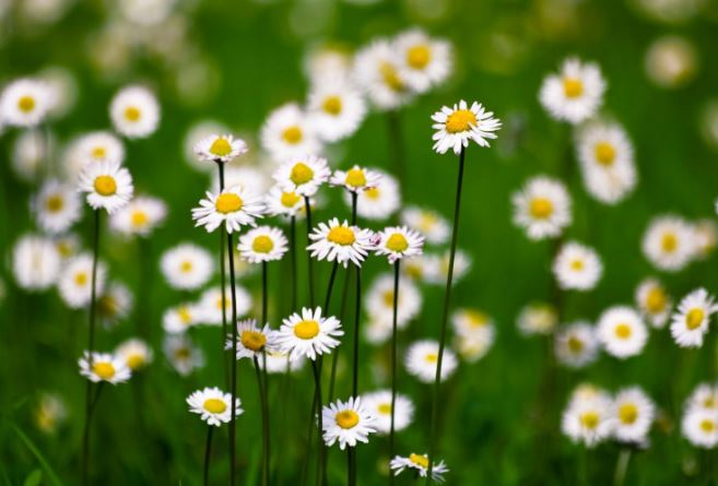 Tử vi ngày 16/1/2024: Tuổi Tỵ được tín nhiệm, tuổi Tuất cát khí ngập tràn