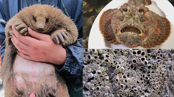 5 loài có cách ‘ân ái’ dị nhất Trái đất: Số 1 là đặc sản nổi tiếng của Việt Nam, số 3 nghe tên đủ sợ