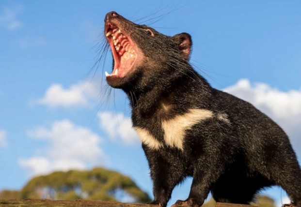 Loài thú sát thủ ăn thịt từng ‘hồi sinh’ sau 3000 năm, tiếng kêu rùng rợn nghe 1 lần ám ảnh đến già