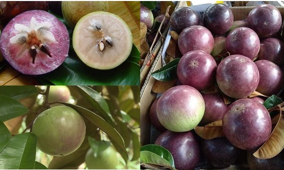 Loại trái cây chỉ duy nhất Việt Nam xuất khẩu: Cả thế giới đều trầm trồ khi bổ ra, có tên gọi độc lạ